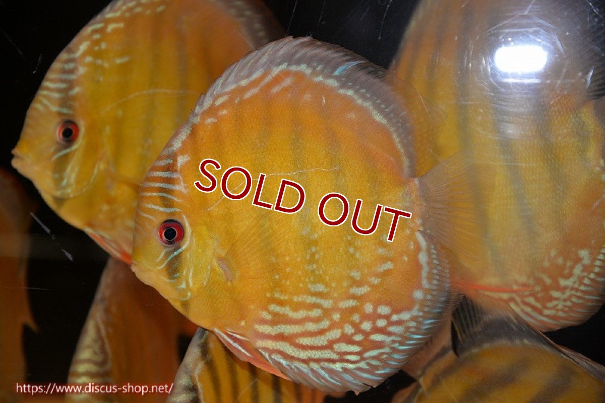 画像1: 【ワイルドディスカス】【通販】【未開の新産地個体】ラーゴサポ ミドルパールロイヤル【個体販売】15-16cm（生体）ラーゴサポ産 (1)