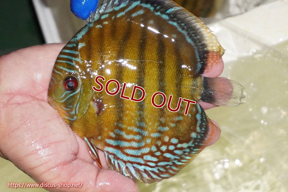 画像2: 【ワイルドディスカス】【通販】【未開の新産地個体】ラーゴサポ ミドルパールロイヤル【個体販売】15-16cm（生体）ラーゴサポ産 (2)