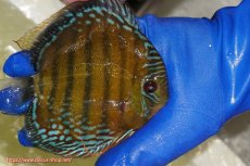 画像2: 【ワイルドディスカス】【通販】【未開の新産地個体】ラーゴサポ ミドルパールロイヤル【個体販売】15-16cm（生体）(生体)ラーゴサポ産 (2)