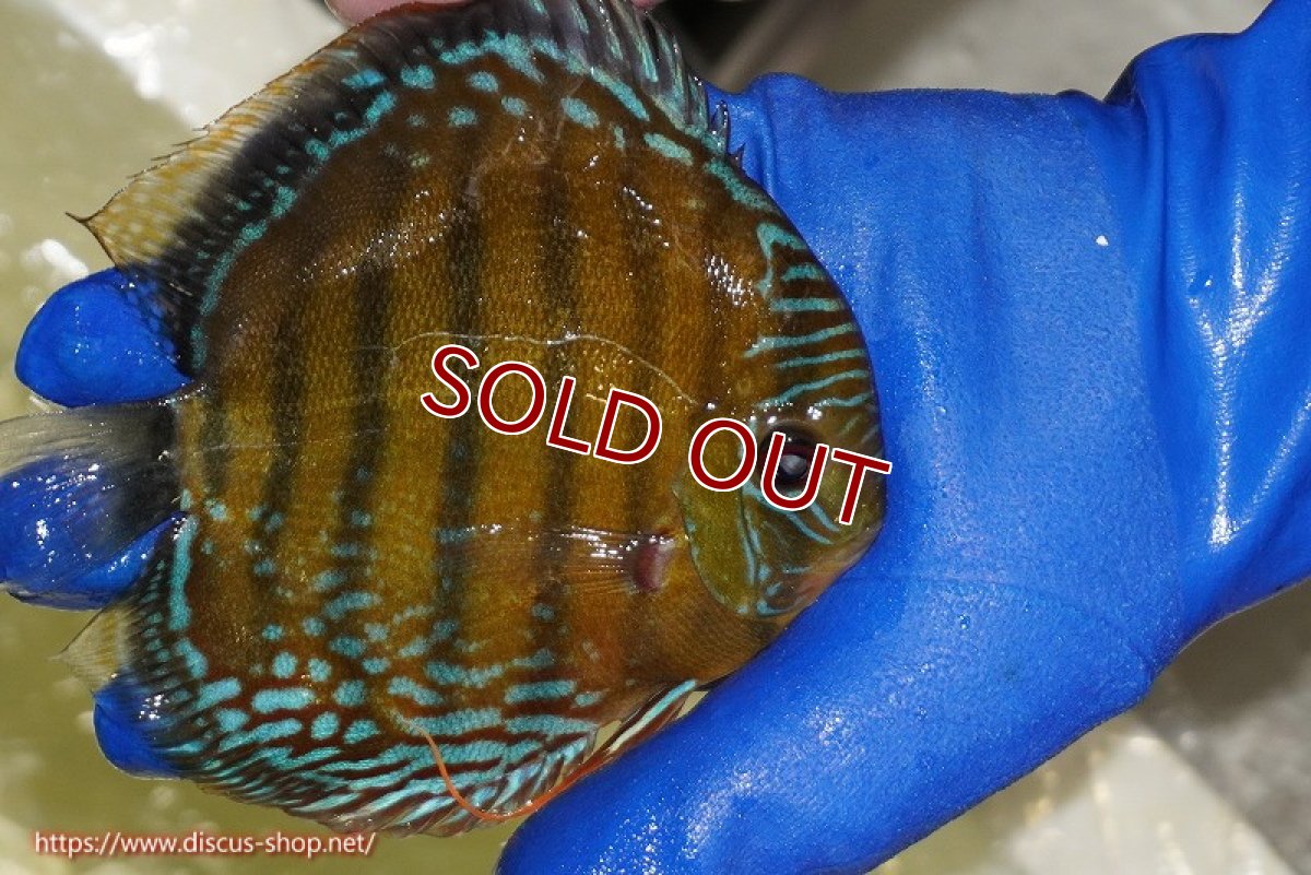 画像3: 【ワイルドディスカス】【通販】【未開の新産地個体】ラーゴサポ ミドルパールロイヤル【個体販売】15-16cm（生体）ラーゴサポ産 (3)