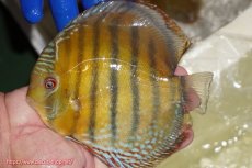 画像1: 【ワイルドディスカス】【通販】【未開の新産地個体】ラーゴサポ ミドルパールロイヤル【個体販売】15-16cm（生体）(生体)ラーゴサポ産 (1)