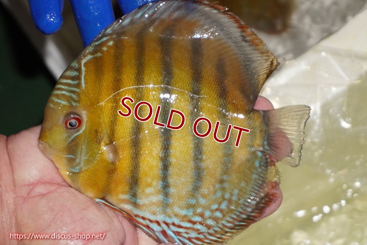 画像2: 【ワイルドディスカス】【通販】【未開の新産地個体】ラーゴサポ ミドルパールロイヤル【個体販売】15-16cm（生体）ラーゴサポ産 (2)