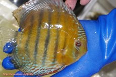 画像2: 【ワイルドディスカス】【通販】【未開の新産地個体】ラーゴサポ ミドルパールロイヤル【個体販売】15-16cm（生体）(生体)ラーゴサポ産 (2)