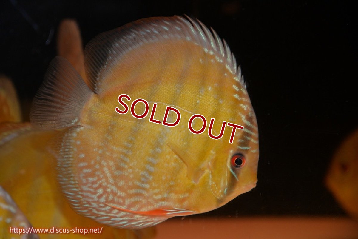 画像1: 【ワイルドディスカス】【通販】【未開の新産地個体】ラーゴサポ ミドルパールロイヤル【個体販売】15-16cm（生体）ラーゴサポ産 (1)