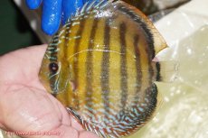 画像1: 【ワイルドディスカス】【通販】【未開の新産地個体】ラーゴサポ ミドルパールロイヤル【個体販売】15-16cm（生体）(生体)ラーゴサポ産 (1)