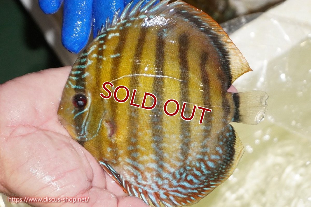 画像2: 【ワイルドディスカス】【通販】【未開の新産地個体】ラーゴサポ ミドルパールロイヤル【個体販売】15-16cm（生体）ラーゴサポ産 (2)