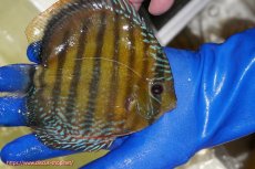 画像2: 【ワイルドディスカス】【通販】【未開の新産地個体】ラーゴサポ ミドルパールロイヤル【個体販売】15-16cm（生体）(生体)ラーゴサポ産 (2)