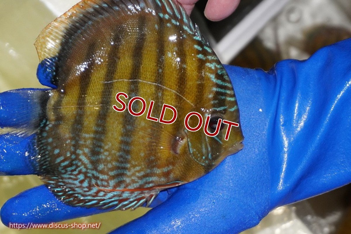 画像3: 【ワイルドディスカス】【通販】【未開の新産地個体】ラーゴサポ ミドルパールロイヤル【個体販売】15-16cm（生体）ラーゴサポ産 (3)