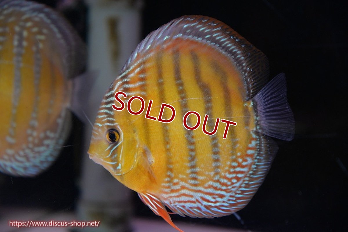 画像1: 【ワイルドディスカス】【通販】【未開の新産地個体】ラーゴサポ ミドルパールロイヤル【個体販売】15-16cm（生体）ラーゴサポ産 (1)