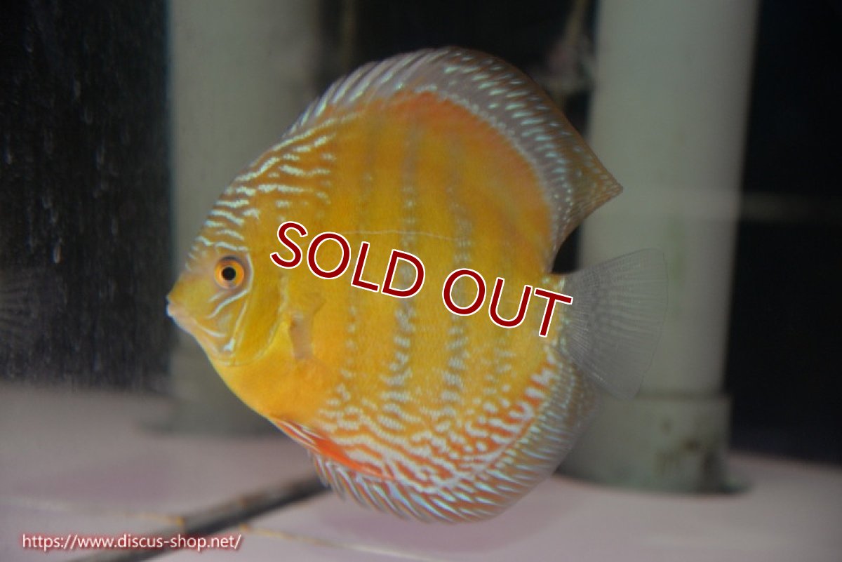 画像2: 【ワイルドディスカス】【通販】【未開の新産地個体】ラーゴサポ ミドルパールロイヤル【個体販売】15-16cm（生体）ラーゴサポ産 (2)