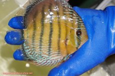 画像2: 【ワイルドディスカス】【通販】【未開の新産地個体】ラーゴサポ ミドルパールロイヤル【個体販売】15-16cm（生体）(生体)ラーゴサポ産 (2)