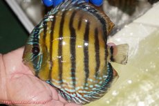 画像1: 【ワイルドディスカス】【通販】【未開の新産地個体】ラーゴサポ ミドルパールロイヤル【個体販売】15-16cm（生体）(生体)ラーゴサポ産 (1)