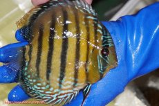 画像3: 【ワイルドディスカス】【通販】【未開の新産地個体】ラーゴサポ ミドルパールロイヤル【個体販売】15-16cm（生体）ラーゴサポ産 (3)