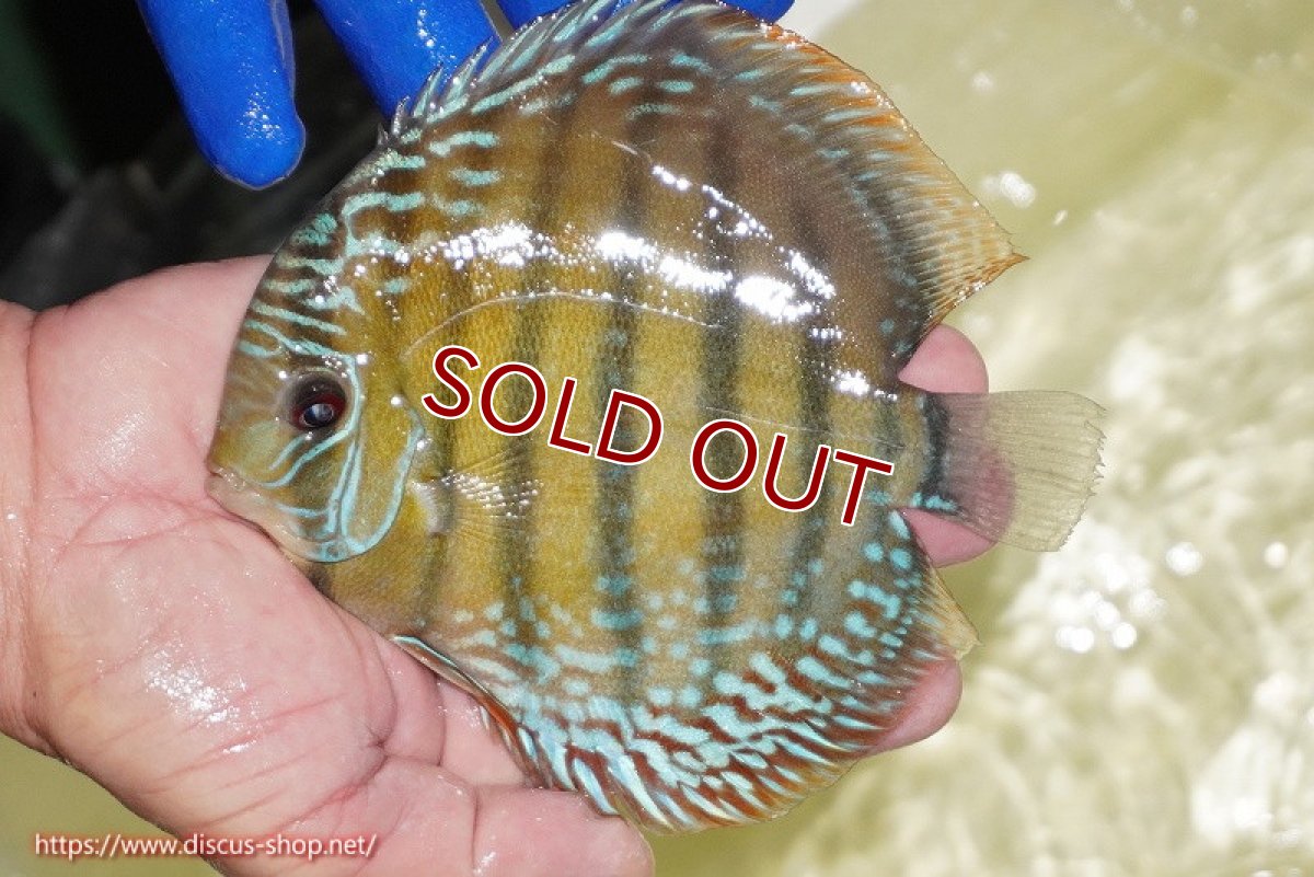 画像1: 【ワイルドディスカス】【通販】【未開の新産地個体】ラーゴサポ ミドルパールロイヤル【個体販売】15-16cm（生体）(生体)ラーゴサポ産 (1)