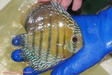 画像2: 【ワイルドディスカス】【通販】【未開の新産地個体】ラーゴサポ ミドルパールロイヤル【個体販売】15-16cm（生体）(生体)ラーゴサポ産 (2)