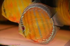 画像1: 【ワイルドディスカス】【通販】【未開の新産地個体】ラーゴサポ スーパークリムゾンレッド【個体販売】15cm（生体）ラーゴサポ産 (1)