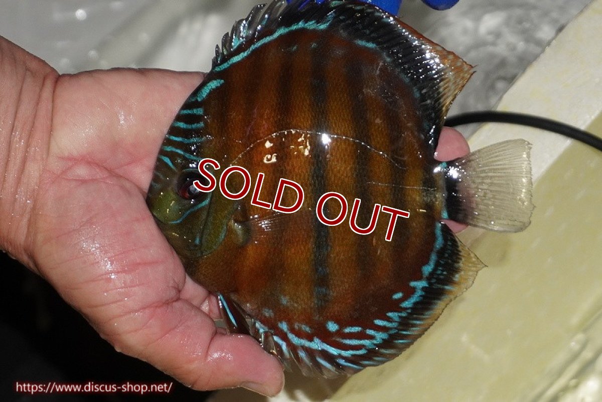 画像2: 【ワイルドディスカス】【通販】【未開の新産地個体】ラーゴサポ スーパークリムゾンレッド【個体販売】15cm（生体）ラーゴサポ産 (2)