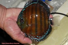 画像2: 【ワイルドディスカス】【通販】【未開の新産地個体】ラーゴサポ スーパークリムゾンレッド【個体販売】15cm（生体）ラーゴサポ産 (2)