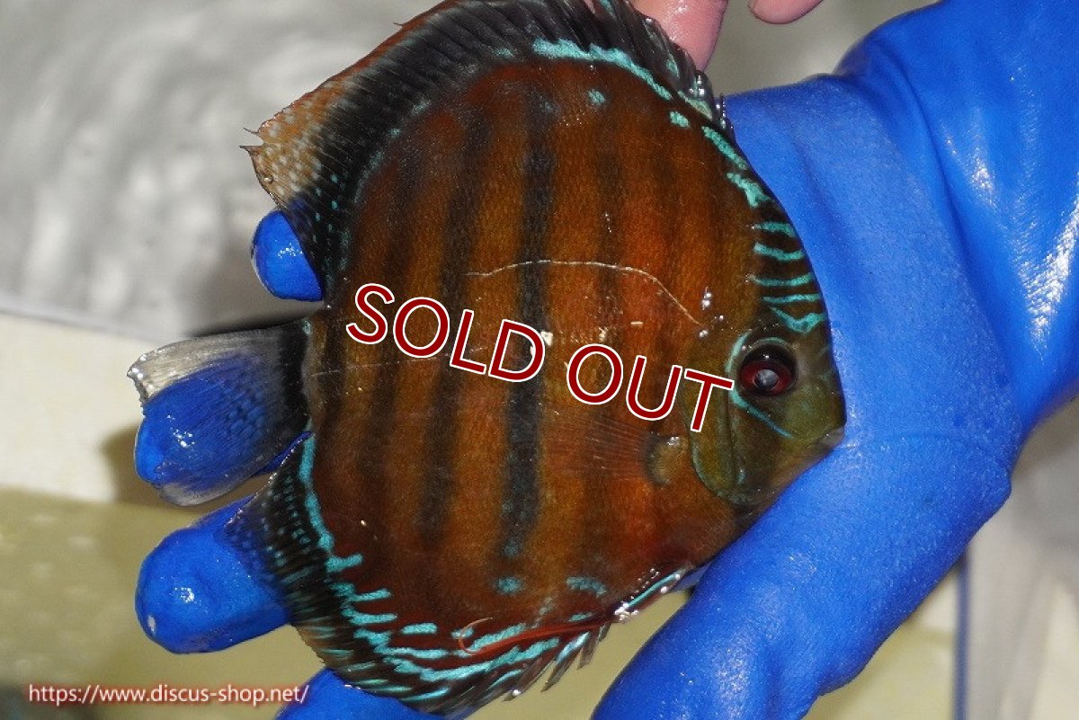 画像3: 【ワイルドディスカス】【通販】【未開の新産地個体】ラーゴサポ スーパークリムゾンレッド【個体販売】15cm（生体）ラーゴサポ産 (3)