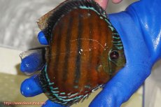 画像3: 【ワイルドディスカス】【通販】【未開の新産地個体】ラーゴサポ スーパークリムゾンレッド【個体販売】15cm（生体）ラーゴサポ産 (3)