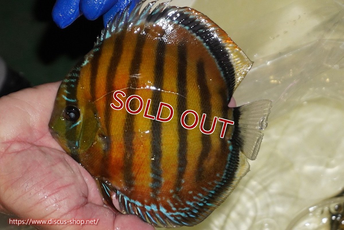 画像2: 【ワイルドディスカス】【通販】【未開の新産地個体】ラーゴサポ スーパークリムゾンレッド【個体販売】15-16cm（生体）ラーゴサポ産 (2)