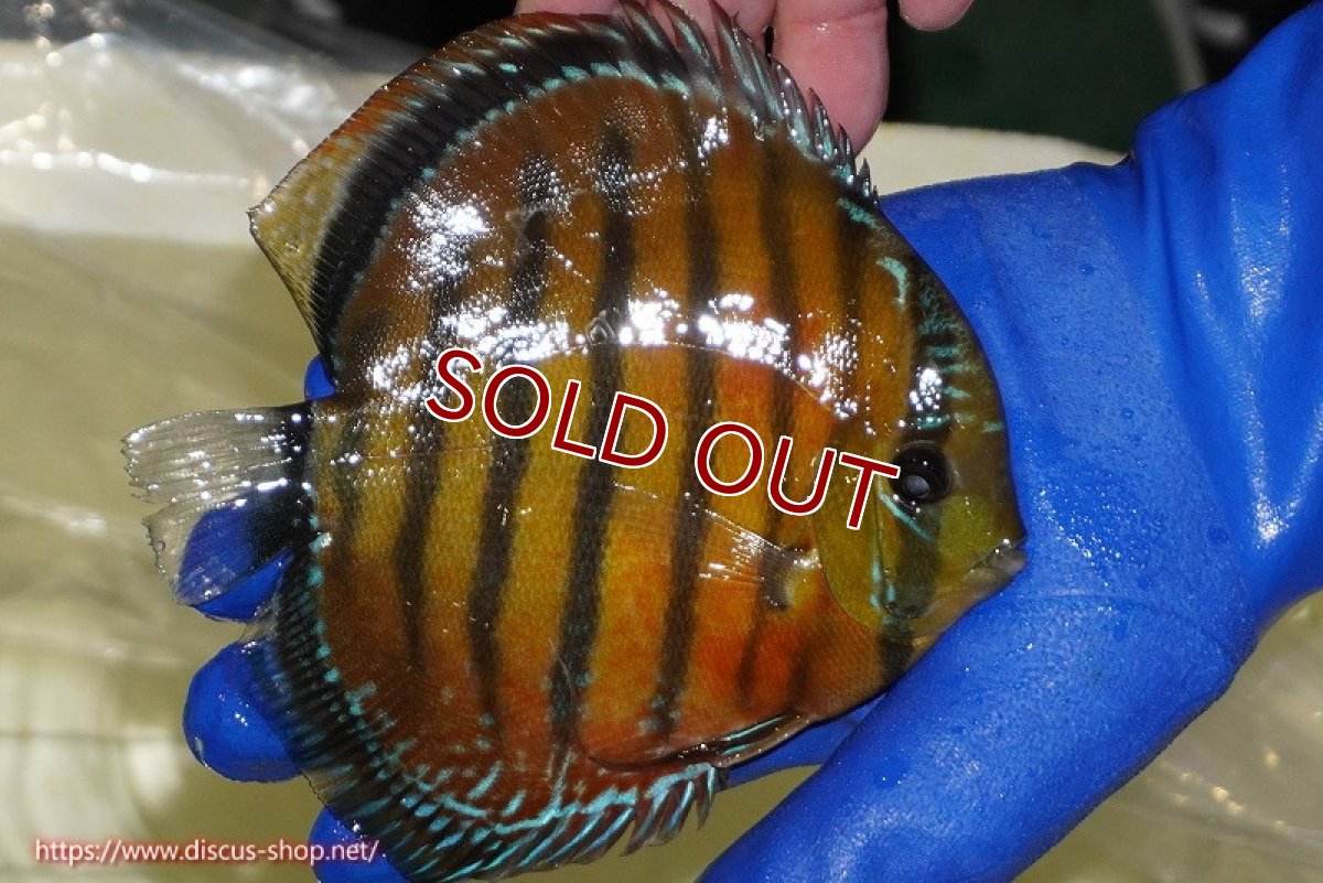 画像3: 【ワイルドディスカス】【通販】【未開の新産地個体】ラーゴサポ スーパークリムゾンレッド【個体販売】15-16cm（生体）ラーゴサポ産 (3)