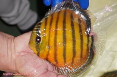 画像1: 【ワイルドディスカス】【通販】【未開の新産地個体】ラーゴサポ スーパークリムゾンレッド【個体販売】15-16cm（生体）(生体)ラーゴサポ産 (1)