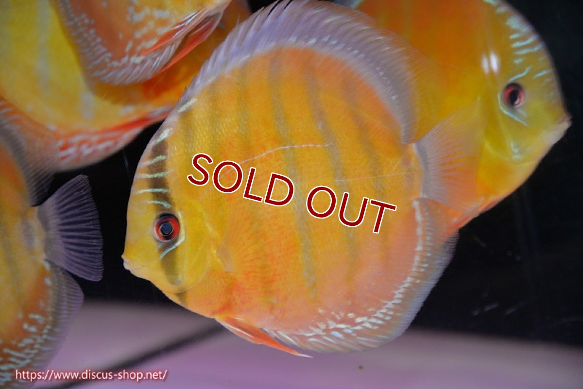 画像2: 【ワイルドディスカス】【通販】【未開の新産地個体】ラーゴサポ スーパークリムゾンレッド【個体販売】15-16cm（生体）ラーゴサポ産 (2)