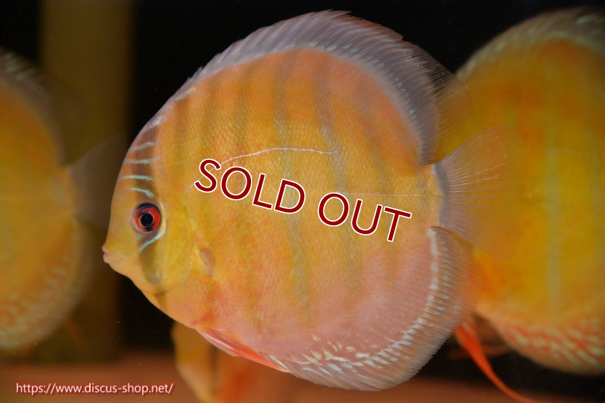 画像3: 【ワイルドディスカス】【通販】【未開の新産地個体】ラーゴサポ スーパークリムゾンレッド【個体販売】15-16cm（生体）ラーゴサポ産 (3)