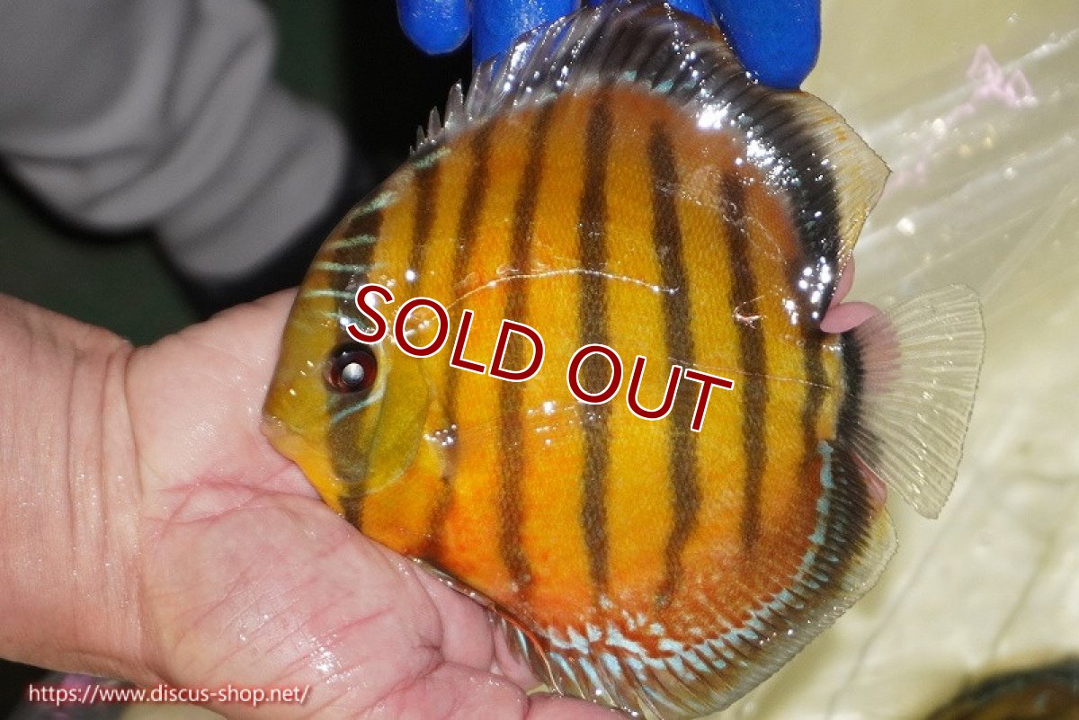 画像4: 【ワイルドディスカス】【通販】【未開の新産地個体】ラーゴサポ スーパークリムゾンレッド【個体販売】15-16cm（生体）ラーゴサポ産 (4)