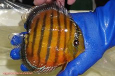 画像4: 【ウィンターセール クーポンご利用で更に10％OFF対象商品】【ワイルドディスカス】【通販】【未開の新産地個体】ラーゴサポ スーパークリムゾンレッド【個体販売】15-16cm（生体）ラーゴサポ産 (4)