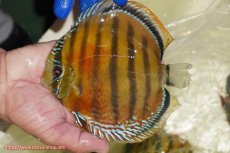 画像1: 【ワイルドディスカス】【通販】【未開の新産地個体】ラーゴサポ スーパークリムゾンレッド【個体販売】15-16cm（生体）(生体)ラーゴサポ産 (1)