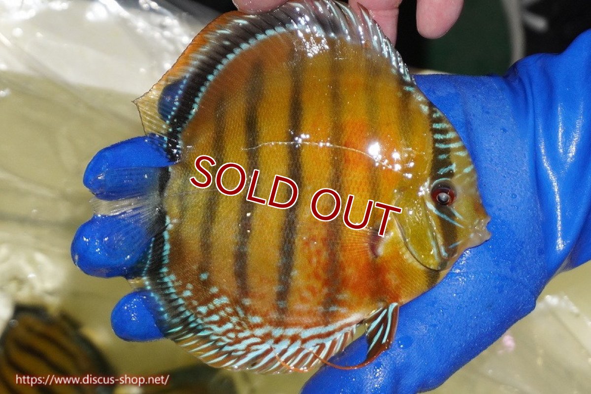 画像3: 【ワイルドディスカス】【通販】【未開の新産地個体】ラーゴサポ スーパークリムゾンレッド【個体販売】15-16cm（生体）ラーゴサポ産 (3)