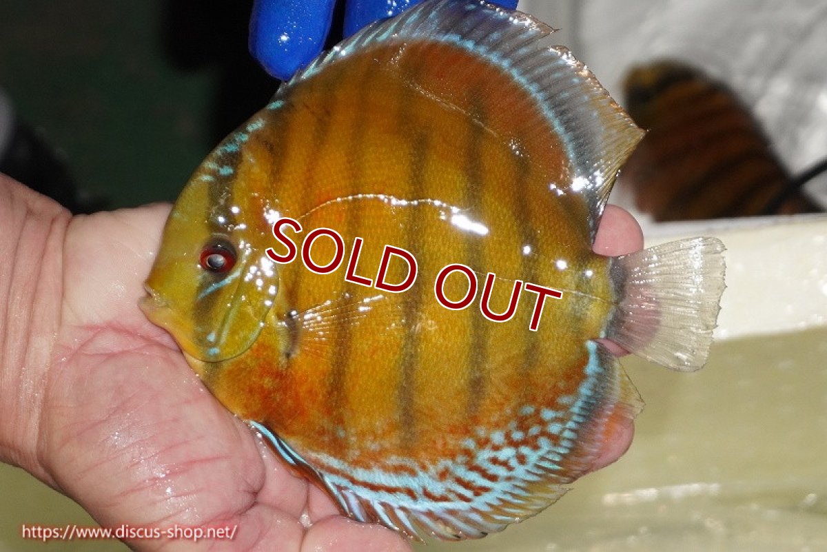 画像1: 【ワイルドディスカス】【通販】【未開の新産地個体】ラーゴサポ スーパークリムゾンレッド【個体販売】15-16cm（生体）(生体)ラーゴサポ産 (1)