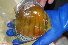 画像2: 【ワイルドディスカス】【通販】【未開の新産地個体】ラーゴサポ スーパークリムゾンレッド【個体販売】15-16cm（生体）(生体)ラーゴサポ産 (2)