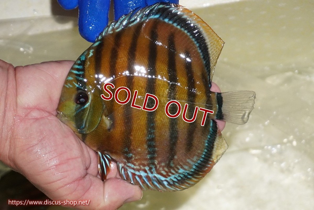 画像1: 【ワイルドディスカス】【通販】【未開の新産地個体】ラーゴサポ スーパークリムゾンレッド【個体販売】15-16cm（生体）(生体)ラーゴサポ産 (1)