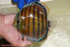 画像1: 【ワイルドディスカス】【通販】【未開の新産地個体】ラーゴサポ スーパークリムゾンレッド【個体販売】15-16cm（生体）(生体)ラーゴサポ産 (1)