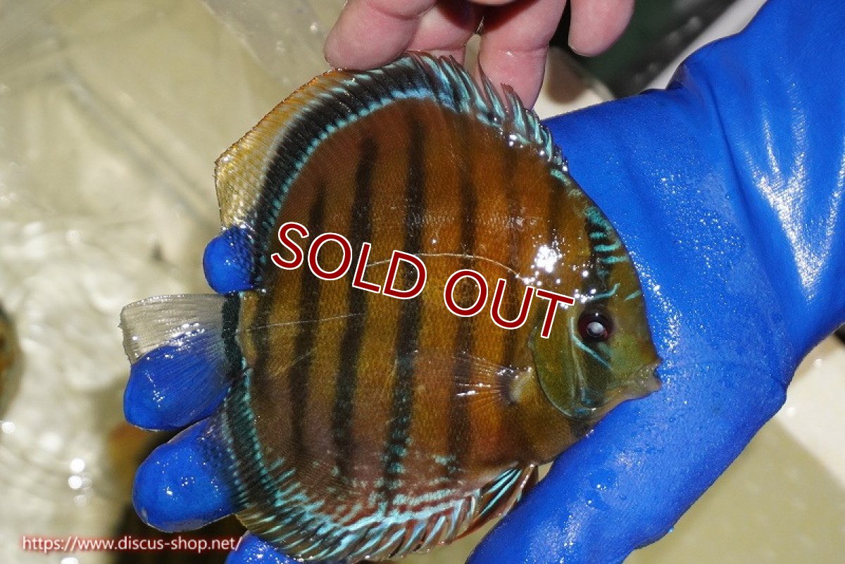 画像3: 【ワイルドディスカス】【通販】【未開の新産地個体】ラーゴサポ スーパークリムゾンレッド【個体販売】15-16cm（生体）ラーゴサポ産 (3)