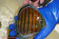 画像3: 【ワイルドディスカス】【通販】【未開の新産地個体】ラーゴサポ スーパークリムゾンレッド【個体販売】15-16cm（生体）ラーゴサポ産 (3)