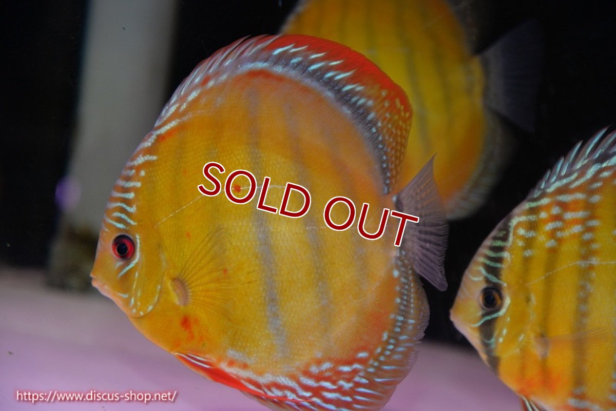 画像1: 【ワイルドディスカス】【通販】【未開の新産地個体】ラーゴサポ スーパークリムゾンレッド【個体販売】15-16cm（生体）ラーゴサポ産 (1)