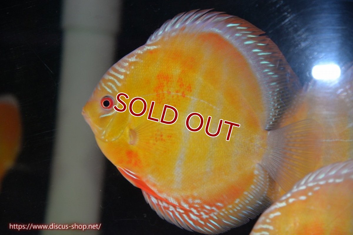 画像2: 【ワイルドディスカス】【通販】【未開の新産地個体】ラーゴサポ スーパークリムゾンレッド【個体販売】15-16cm（生体）ラーゴサポ産 (2)