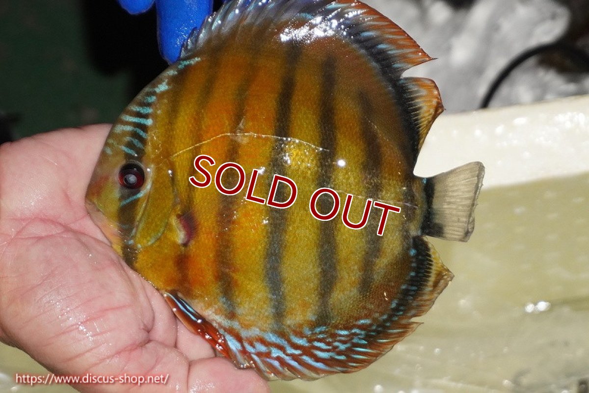 画像3: 【ワイルドディスカス】【通販】【未開の新産地個体】ラーゴサポ スーパークリムゾンレッド【個体販売】15-16cm（生体）ラーゴサポ産 (3)