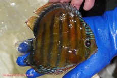 画像4: 【ワイルドディスカス】【通販】【未開の新産地個体】ラーゴサポ スーパークリムゾンレッド【個体販売】15-16cm（生体）ラーゴサポ産 (4)