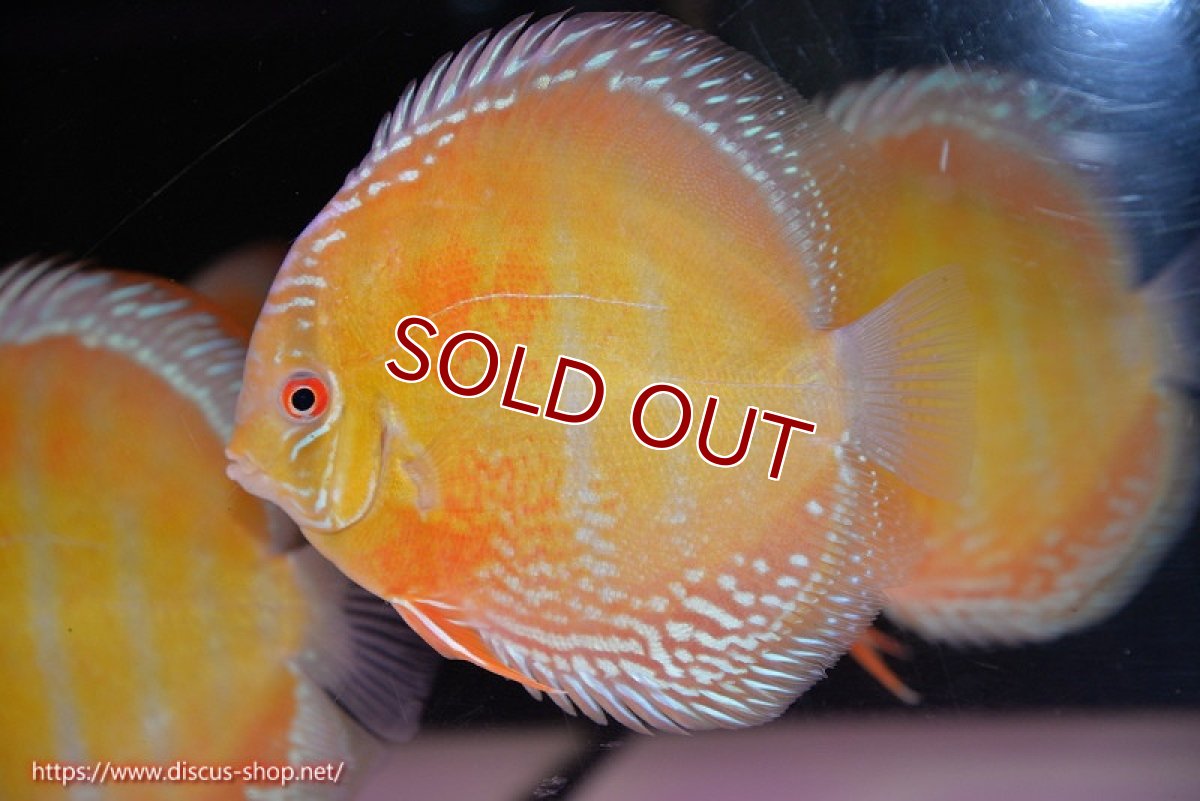 画像1: 【ワイルドディスカス】【通販】【未開の新産地個体】ラーゴサポ スーパークリムゾンレッド【個体販売】15-16cm（生体）ラーゴサポ産 (1)