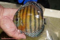 画像1: 【ワイルドディスカス】【通販】【未開の新産地個体】ラーゴサポ スーパークリムゾンレッド【個体販売】15-16cm（生体）(生体)ラーゴサポ産 (1)