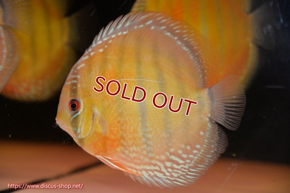 画像2: 【ワイルドディスカス】【通販】【未開の新産地個体】ラーゴサポ スーパークリムゾンレッド【個体販売】15-16cm（生体）ラーゴサポ産 (2)