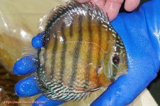 画像2: 【ワイルドディスカス】【通販】【未開の新産地個体】ラーゴサポ スーパークリムゾンレッド【個体販売】15-16cm（生体）(生体)ラーゴサポ産 (2)