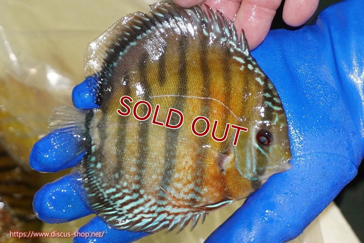 画像4: 【ワイルドディスカス】【通販】【未開の新産地個体】ラーゴサポ スーパークリムゾンレッド【個体販売】15-16cm（生体）ラーゴサポ産 (4)