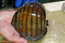 画像1: 【ワイルドディスカス】【通販】【未開の新産地個体】ラーゴサポ スーパークリムゾンレッド【個体販売】15-16cm（生体）(生体)ラーゴサポ産 (1)