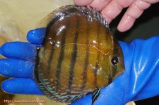 画像2: 【ワイルドディスカス】【通販】【未開の新産地個体】ラーゴサポ スーパークリムゾンレッド【個体販売】15-16cm（生体）(生体)ラーゴサポ産 (2)